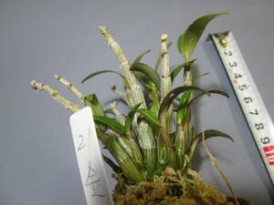 mo. круг луговые и горные травы длина сырой орхидея Dendrobium moniliforme золотой птица 