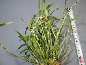 mo. круг луговые и горные травы длина сырой орхидея Dendrobium moniliforme .