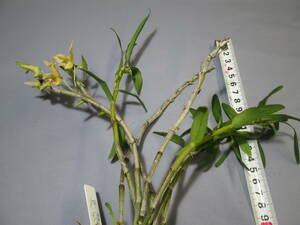 mo. круг луговые и горные травы длина сырой орхидея Dendrobium moniliforme Исэ город желтый цветок 