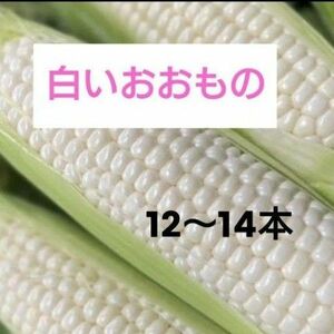 朝採り　もぎたて　白いとうもろこし　12本〜14本　1箱　5kg 　産地直送　自家栽培　白いおおもの　ハマる美味しさ　送料込み