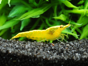 * yellow Cherry shrimp 20 pcs size approximately 1cm~1.5cm