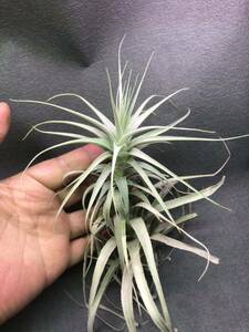 [T001]Tillandsia longiscapa*ti Ran Giallo ngi ska pa*brome rear * air plant 