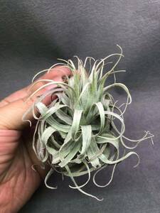 【T002】Tillandsia piauiensis・ティランジア ピアウイエンシス・ブロメリア・エアプランツ