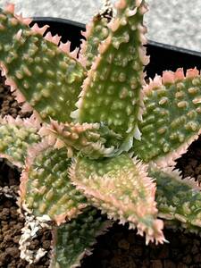 Aloe hybrid ⑩ アロエ ハイブリッド 実生 多肉植物 