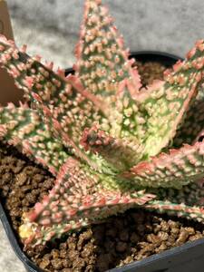Aloe hybrid ⑥ aloe hybrid real raw succulent plant 