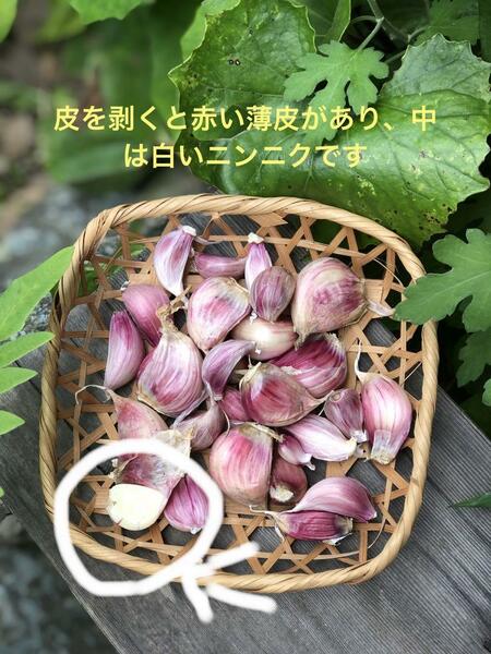 &hearts;&hearts;《送料無料》　２０２４年高知県産　パンチのある　　土佐赤ニンニク　８００グラム　サイズ不揃い　　&hearts;&hearts;