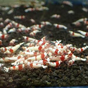 [ high grade 30 pcs ]* Red Bee Shrimp 30 pcs * outline of the sun *. go in prohibition * Mothra * red legs * band * aquarium from Random select *Y-shrimp