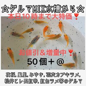 【ご購入翌日までに京都から発送】ダルマメダカmix水槽から★ 50個+@ 夜桜、鳳凰、黒衣、みゆき、紅白ラメ等のダルマ