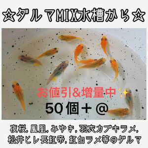 【ご購入翌日までに京都から発送】ダルマメダカmix水槽から★ 50個+@ 夜桜、鳳凰、黒衣、みゆき、紅白ラメ等のダルマ