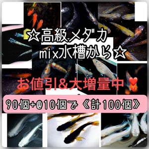 【ご購入翌日までに京都府から発送】高級メダカmix水槽からの卵★90個+@で100個★混泳水槽からになります★メダカの卵★