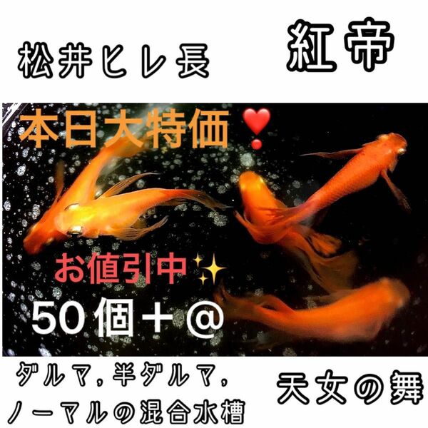 【ご購入翌日までに京都から発送】 紅帝★松井ヒレ長 半ダルマ ダルマ ノーマル メダカ 卵 50個＋@★天女の舞★