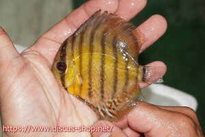 [ wild discus ][ mail order ] upper tefe Royal green Young Star [ individual sale ]9-10cm( organism )