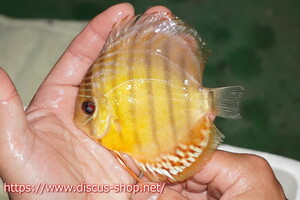 [ wild discus ][ mail order ] upper tefe Royal green Young Star [ individual sale ]10-11cm( organism )