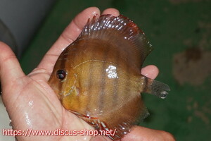 [ wild discus ][ mail order ]ya moon da solid Young Star [ individual sale ]10-11cm( organism )