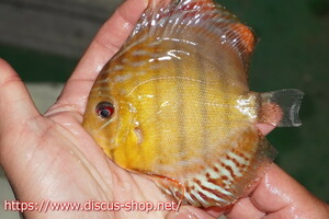 [ wild discus ][ mail order ] upper tefe Royal green Young Star [ individual sale ]10-11cm( organism )