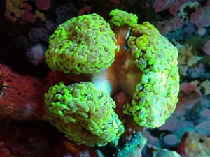 【サンゴ】ナガレハナサンゴ（Metallic Green)Lサイズ（個体販売）（±13-15ｃｍ）No.29（生体）