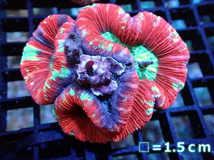 【サンゴ】オオバナサンゴ（Multi Color)Mサイズ（個体販売）No.14（生体）