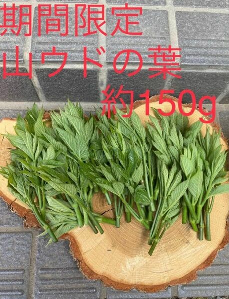 長野県産 山ウドの葉 約150g