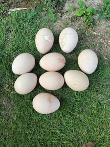 白孔雀系孔雀の食用卵　９個　白孔雀、ハルクイン混合飼育