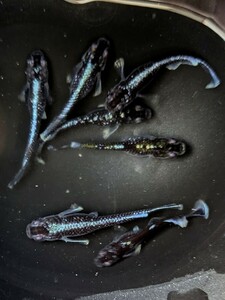 【保障2匹付き】 ハイグレードミックス メダカ 人気4種 10匹セット 幹之フルボディ 紅帝 深海 オロチ 各2〜3匹づつ 種類 生体 めだか