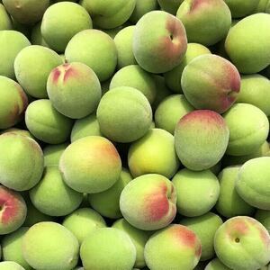 .. south height plum L size preeminence goods 5kg