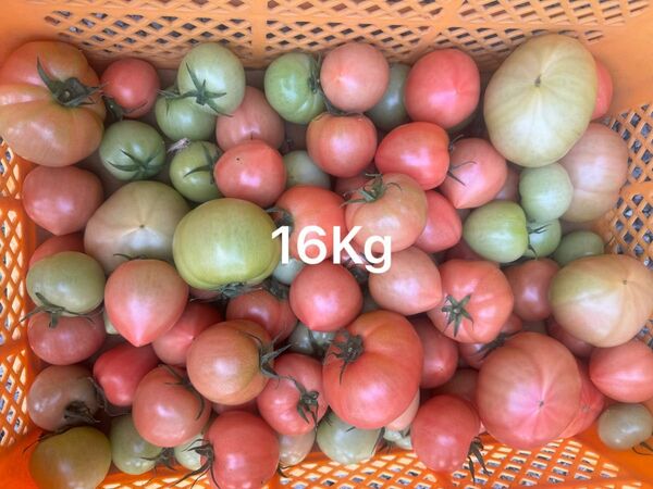 規格外トマト８kg
