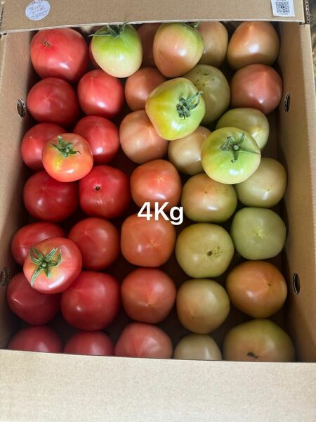 規格外トマト４kg