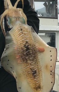 アオリイカ　水イカ　大物　激安　オススメ　イカ　料理　美味　カサゴ　高級魚　3匹　絶品