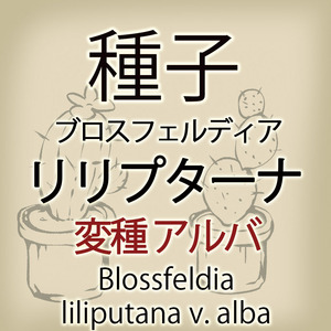 【輸入種子】ブロスフェルディア・リリプターナ(松露玉) 変種アルバ Blossfeldia liliputana v. alba サボテン 多肉植物(種111-08)