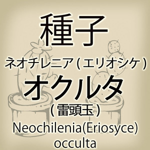 【輸入種子】ネオチレニア・オクルタ(雷頭玉) Neochilenia occulta エリオシケ Eriosyce サボテン 多肉植物(種111-45)