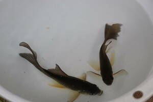 * landscape breeding iron fish. Mai * ok ⑨ rare! blue. . pair 15~16. female . egg middle color change is after this 