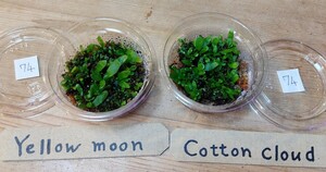 74ビカクシダ 胞子体 前葉体 willinckii Yellow moon cotton cloud イエロームーン　コットンクラウド　胞子培養 株　苗　スポア　spore