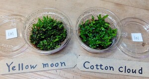 101ビカクシダ 胞子体 前葉体 willinckii Yellow moon cotton cloud イエロームーン　コットンクラウド　胞子培養 株　苗　スポア　spore