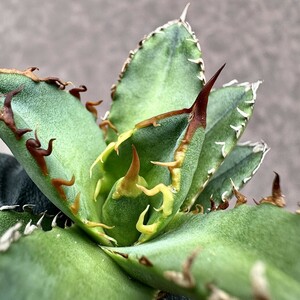 [Lj_plants]Z17 agave chitanota real raw large . cover .. a little over . madness . own rearing selection . stock 