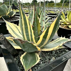 [Lj_plants]Z19 succulent plant agave palasana Imp reshoni -stroke finest quality . entering trunk cut heaven .1 stock 