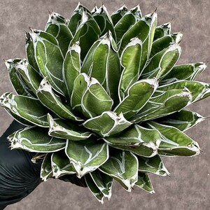 【Lj_plants】Z29 多肉植物 アガベ 笹の雪 包葉 球形 超大株 美株