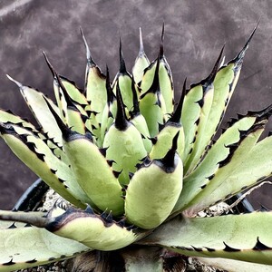 【Lj_plants】Z33 アガベ　マクロアカンサ　Agave macroacantha 極上大子株1株