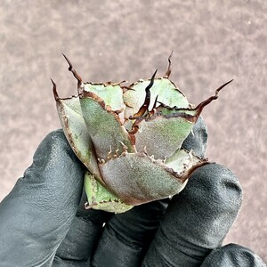 【Lj_plants】Z3 アガベ チタノタ 黒豹（ダイヤモンド） 強棘 大甲蓋 胴切天芽