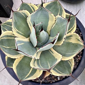 [Lj_plants]Z41 agave Paris - tiger n car tao Liza ba. clear . own rearing parent stock direct thread . stock very superior DNA large . stock 1 stock 