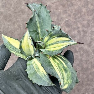 【Lj_plants】Z50 多肉植物アガベ フェロックス錦 黄中斑 縞斑 明黄斑 綺麗株 2株同梱し