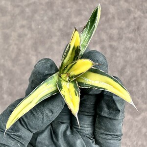 【Lj_plants】Z68 多肉植物 アガベ　ヴィクトリアレジーナ　サンキング 極上斑入り 綺麗株