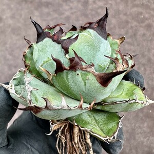 [Lj_plants]Z78 agave chitanotaBB black and blue short . leaf a little over . circle .. compact . leaf shape beautiful stock 