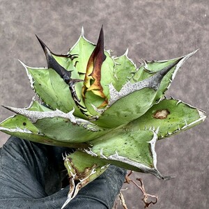 【Lj_plants】Z89 アガベ　チタノタ バベルの塔 狂刺 強棘 綺麗株
