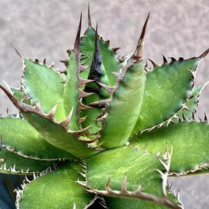 【Lj_plants】Z30 多肉植物 アガベ 強棘ホリダ horrida 極上強棘 極上美株