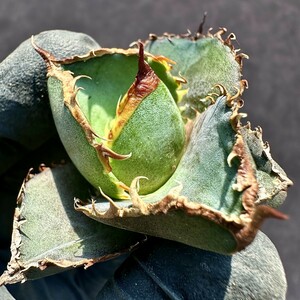 【Lj_plants】Z45 アガベ チタノタ 緋紅牡丹 最も特殊な品種 連棘 狂刺 胴切大天芽