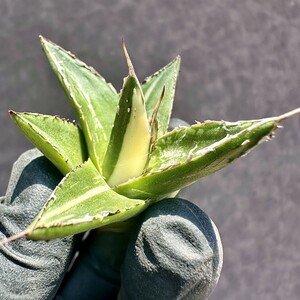 【Lj_plants】Z65 多肉植物 アガベ ダルマ笹の雪錦 極上斑入り 胴切天芽