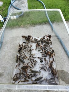  America рак 3-5 см 50 шт замороженная наживка для рыбалка корм рептилии тропическая рыба 