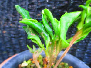  fields and mountains grass many . farfugium japonicum [ green thousand ]