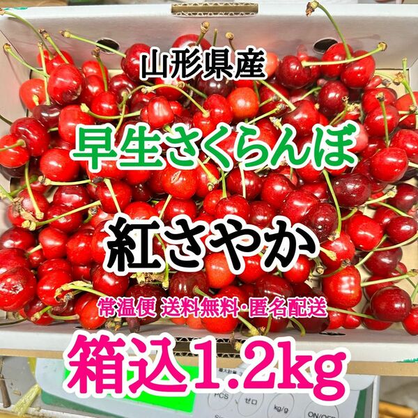 14【常温便】山形県産 さくらんぼ 紅さやか 箱込1.2kg サイズ混合 訳あり さくらんぼ