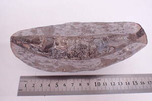 化石 魚 詳細不明 標本 全長約16cm 重量538g G05220T